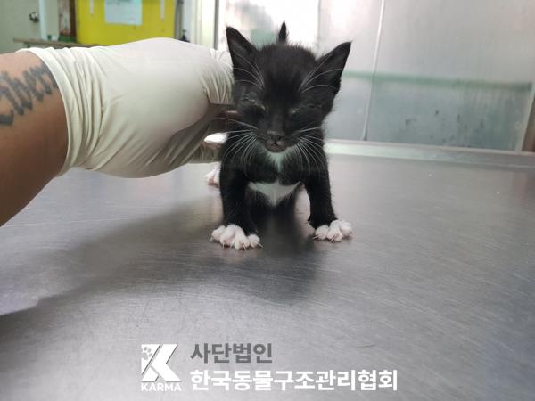 한국동물구조관리협회_441382202500202